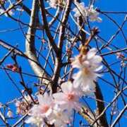 ヒメ日記 2025/02/16 06:54 投稿 千春 桃李（とうり）