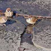 ヒメ日記 2025/02/20 06:42 投稿 千春 桃李（とうり）