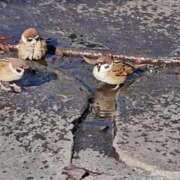 ヒメ日記 2025/02/20 07:01 投稿 千春 桃李（とうり）