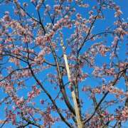 ヒメ日記 2025/03/26 06:49 投稿 千春 桃李（とうり）