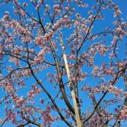 ヒメ日記 2025/03/26 07:04 投稿 千春 桃李（とうり）