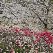 ヒメ日記 2025/04/18 06:56 投稿 千春 桃李（とうり）