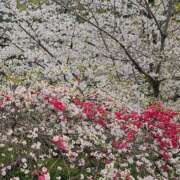 ヒメ日記 2025/04/18 07:14 投稿 千春 桃李（とうり）