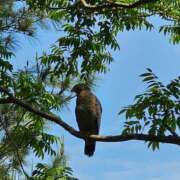 ヒメ日記 2025/05/29 06:46 投稿 千春 桃李（とうり）
