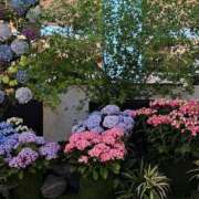 ヒメ日記 2025/06/16 06:45 投稿 千春 桃李（とうり）