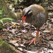 ヒメ日記 2025/07/24 06:41 投稿 千春 桃李（とうり）