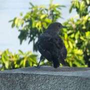 ヒメ日記 2025/09/14 06:37 投稿 千春 桃李（とうり）