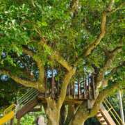 千春 無題 桃李（とうり）