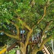 千春 無題 桃李（とうり）