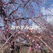 ヒメ日記 2025/03/09 23:08 投稿 まりあ One More奥様　厚木店