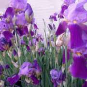 ヒメ日記 2025/05/08 22:08 投稿 まりあ One More奥様　厚木店