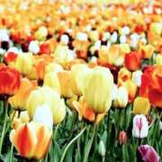 ヒメ日記 2025/05/12 02:08 投稿 まりあ One More奥様　厚木店