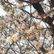 ヒメ日記 2026/03/25 23:37 投稿 まりあ One More奥様　厚木店