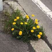 ヒメ日記 2025/05/11 17:35 投稿 じゅりな 人妻デリバリーパコパコママ一宮店