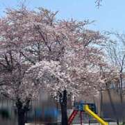 ヒメ日記 2025/05/01 10:42 投稿 愛内　あゆ ソープランド蜜 人妻・美熟女専門店