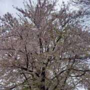 ヒメ日記 2025/05/08 13:42 投稿 愛内　あゆ ソープランド蜜 人妻・美熟女専門店