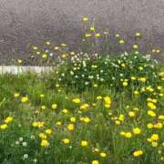 ヒメ日記 2025/05/09 12:27 投稿 愛内　あゆ ソープランド蜜 人妻・美熟女専門店