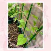 ヒメ日記 2025/06/24 11:23 投稿 ゆきの 池袋角海老