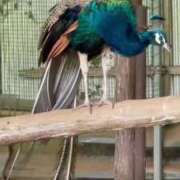 ヒメ日記 2025/08/26 11:13 投稿 ゆきの 池袋角海老