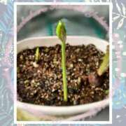 ヒメ日記 2025/09/11 11:14 投稿 ゆきの 池袋角海老