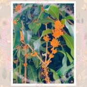 ヒメ日記 2025/10/23 11:13 投稿 ゆきの 池袋角海老