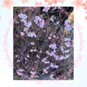 ヒメ日記 2026/03/17 10:53 投稿 ゆきの 池袋角海老