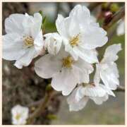 ヒメ日記 2025/03/31 15:42 投稿 おとは consolation