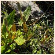 ヒメ日記 2026/04/05 13:35 投稿 おとは consolation