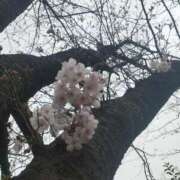 ヒメ日記 2025/03/27 23:12 投稿 みく チェックイン横浜女学園