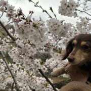 ヒメ日記 2025/03/31 23:01 投稿 みく チェックイン横浜女学園