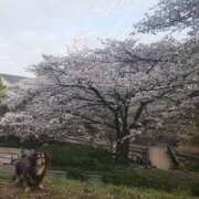 ヒメ日記 2025/04/06 23:41 投稿 みく チェックイン横浜女学園