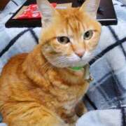 ヒメ日記 2024/12/07 14:12 投稿 なな 素人妻御奉仕倶楽部Hip's松戸店