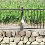 ヒメ日記 2025/10/08 14:04 投稿 なな 素人妻御奉仕倶楽部Hip's松戸店