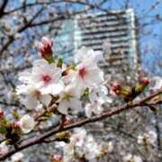 ヒメ日記 2026/03/31 07:22 投稿 まさみ 梅田アバンチュール