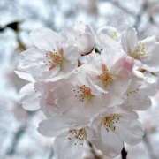 ヒメ日記 2025/04/11 06:37 投稿 みなと リッチドールフェミニン