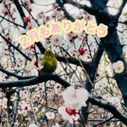 ヒメ日記 2026/02/28 21:32 投稿 ほたる the SPA KADOEBI