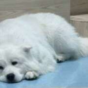 ヒメ日記 2025/11/07 07:50 投稿 れい キスMy