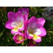 ヒメ日記 2024/12/21 11:06 投稿 えま 完熟ピーチ