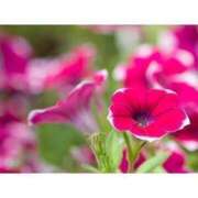 ヒメ日記 2025/06/25 11:24 投稿 えま 完熟ピーチ