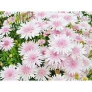 ヒメ日記 2025/07/27 11:53 投稿 えま 完熟ピーチ