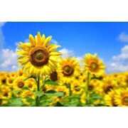 ヒメ日記 2025/08/24 11:17 投稿 えま 完熟ピーチ