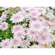 ヒメ日記 2025/11/05 14:31 投稿 えま 完熟ピーチ