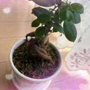 ヒメ日記 2025/10/31 15:30 投稿 中森 はるか 30代40代50代と遊ぶなら博多人妻専科24時