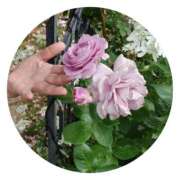 ヒメ日記 2025/05/30 08:50 投稿 藤山多美 五十路マダム愛されたい熟女たち 福山店(カサブランカグループ)