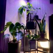 ヒメ日記 2025/06/27 07:15 投稿 アイミ バニーコレクション新潟店