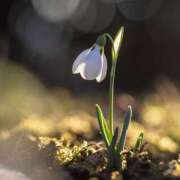 ヒメ日記 2025/01/23 20:33 投稿 ゆみ 完熟ばなな西川口