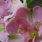 ヒメ日記 2025/01/23 21:13 投稿 ゆみ 完熟ばなな西川口