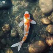 ヒメ日記 2025/09/29 11:53 投稿 ゆみ 完熟ばなな西川口