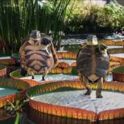 ヒメ日記 2026/02/11 12:13 投稿 ゆみ 完熟ばなな西川口