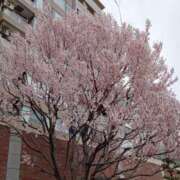 ヒメ日記 2025/03/28 16:28 投稿 中島千鶴子(ちづこ) 東京不倫～とうきょうふりん～